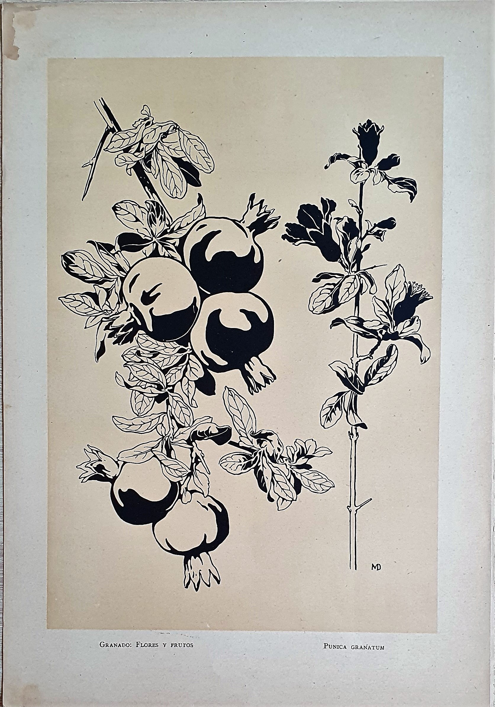 Muñoz Dueñas - Estudios Florales  (15).jpg