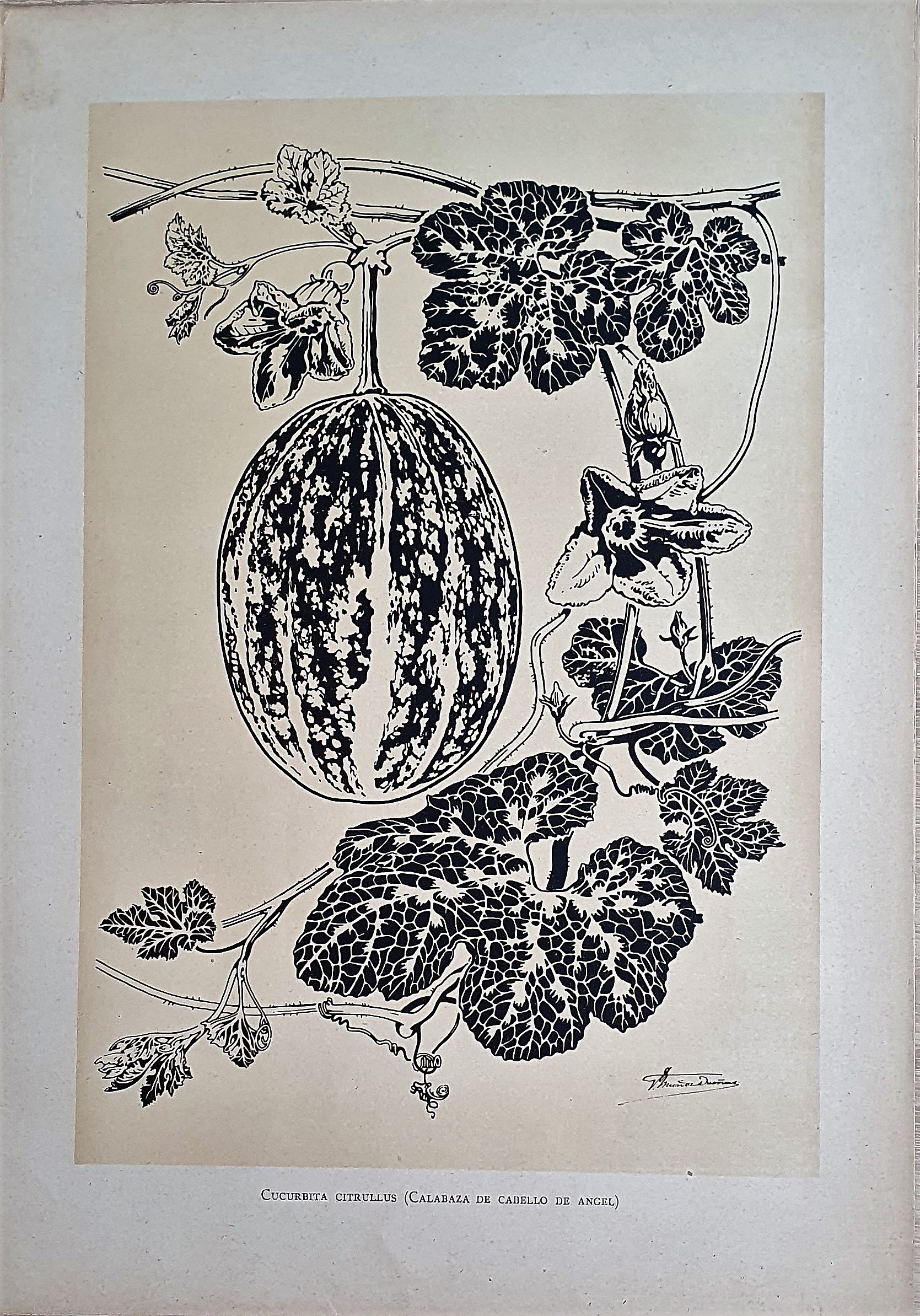 Muñoz Dueñas - Estudios Florales  (13).jpg