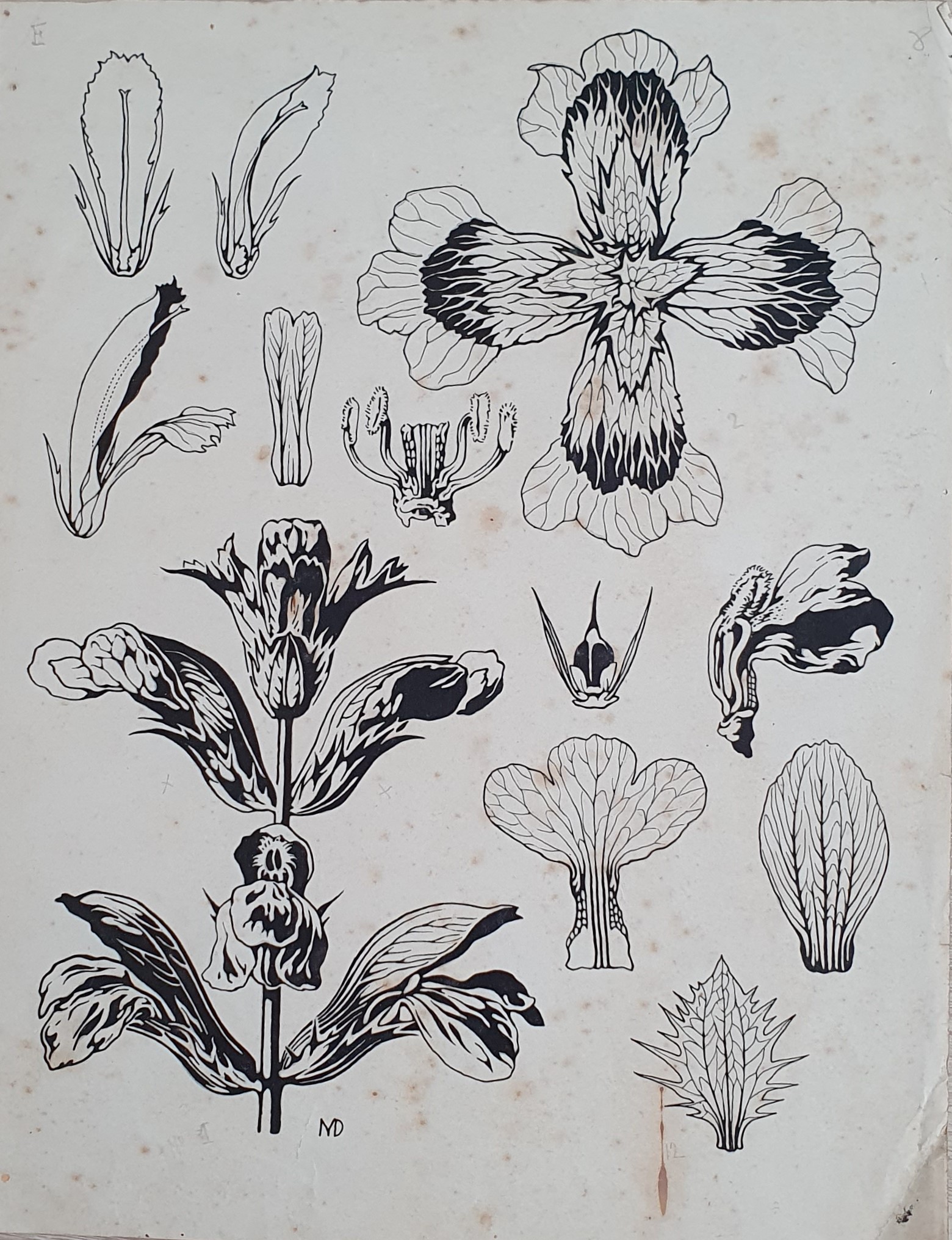 Dibujo - ilustración botánica - del pintor y ceramista Gregorio Muñoz Dueñas20201202_140025.jpg