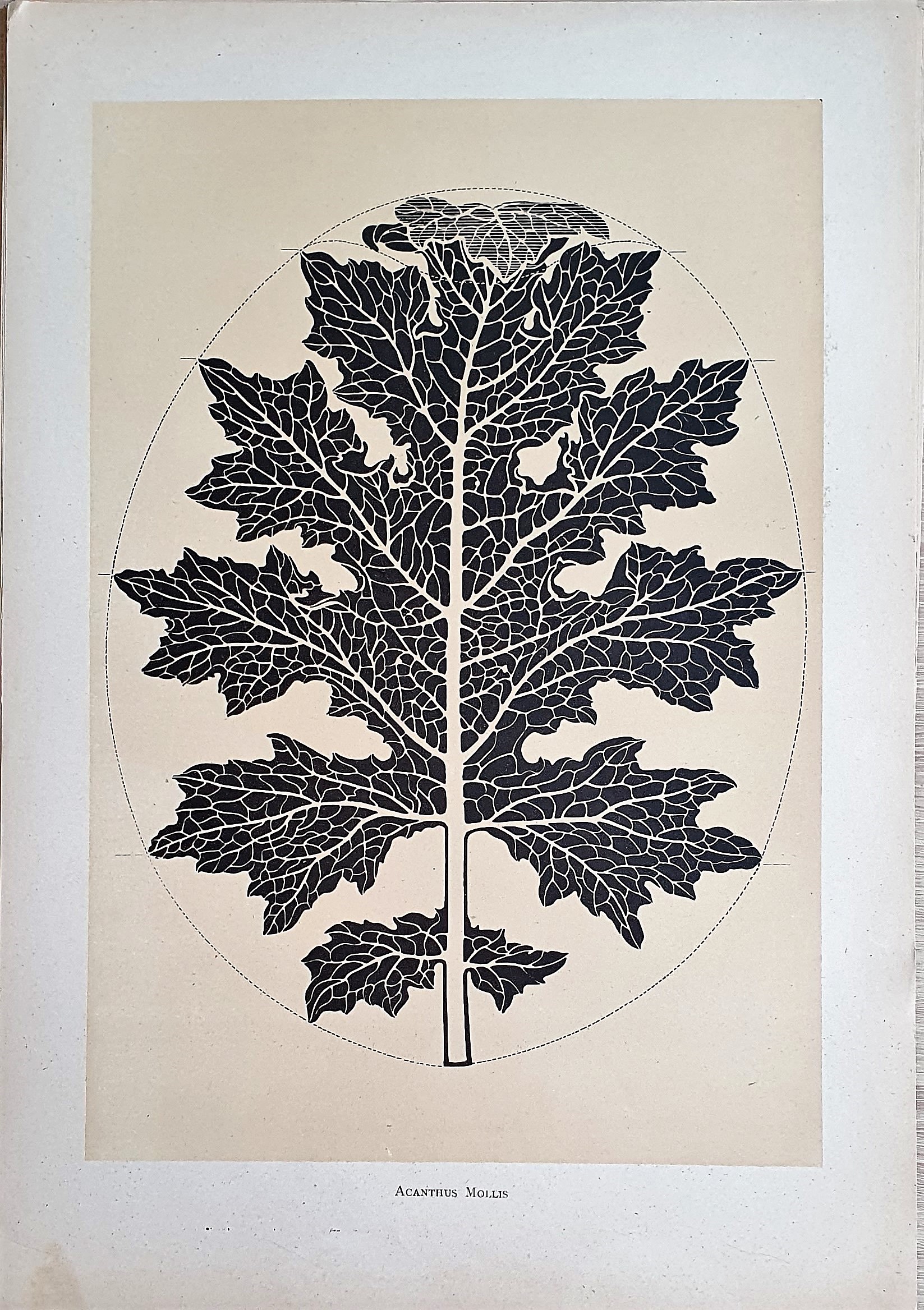 Muñoz Dueñas - Estudios Florales  (11).jpg