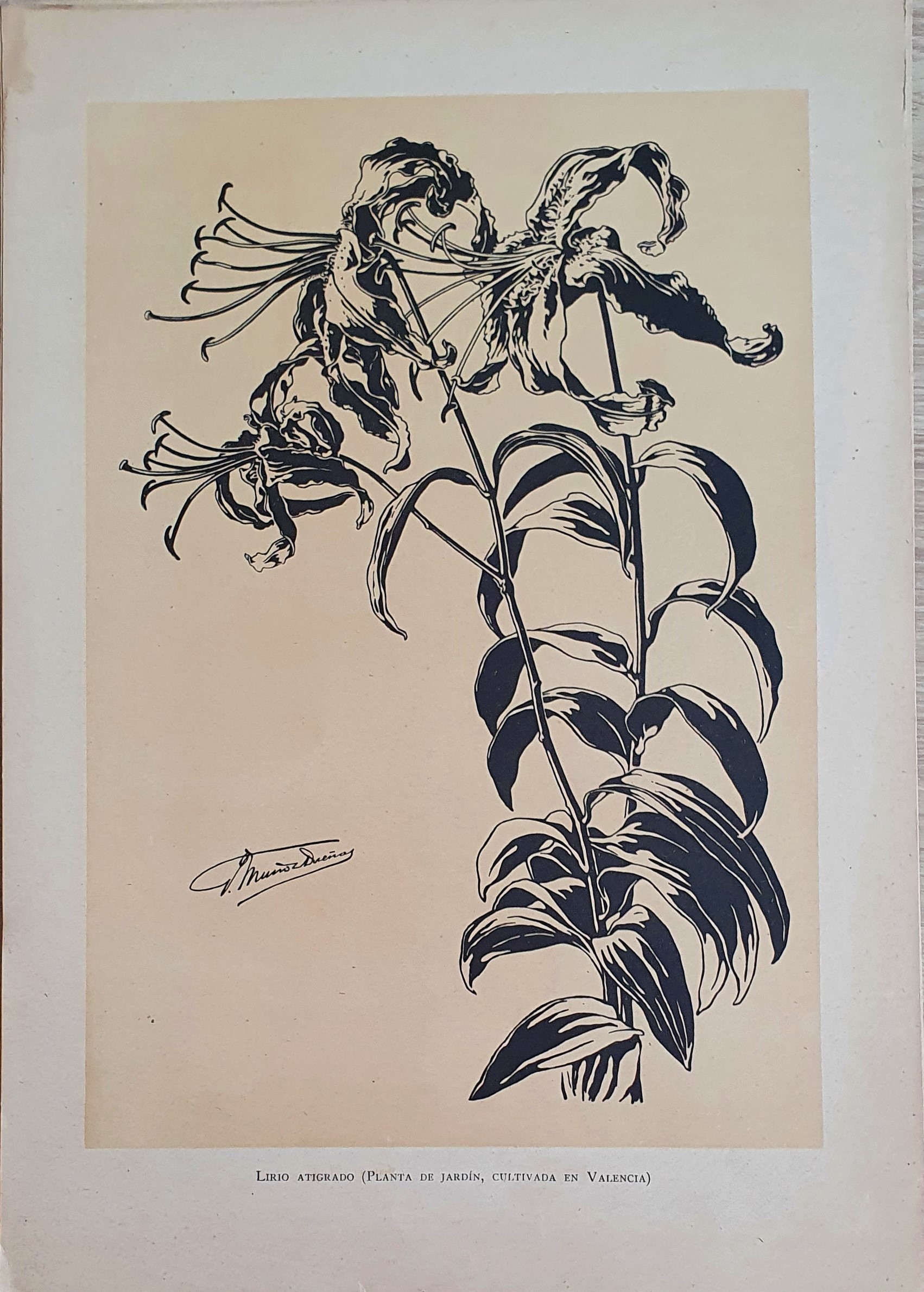 Muñoz Dueñas - Estudios Florales  (6).jpg