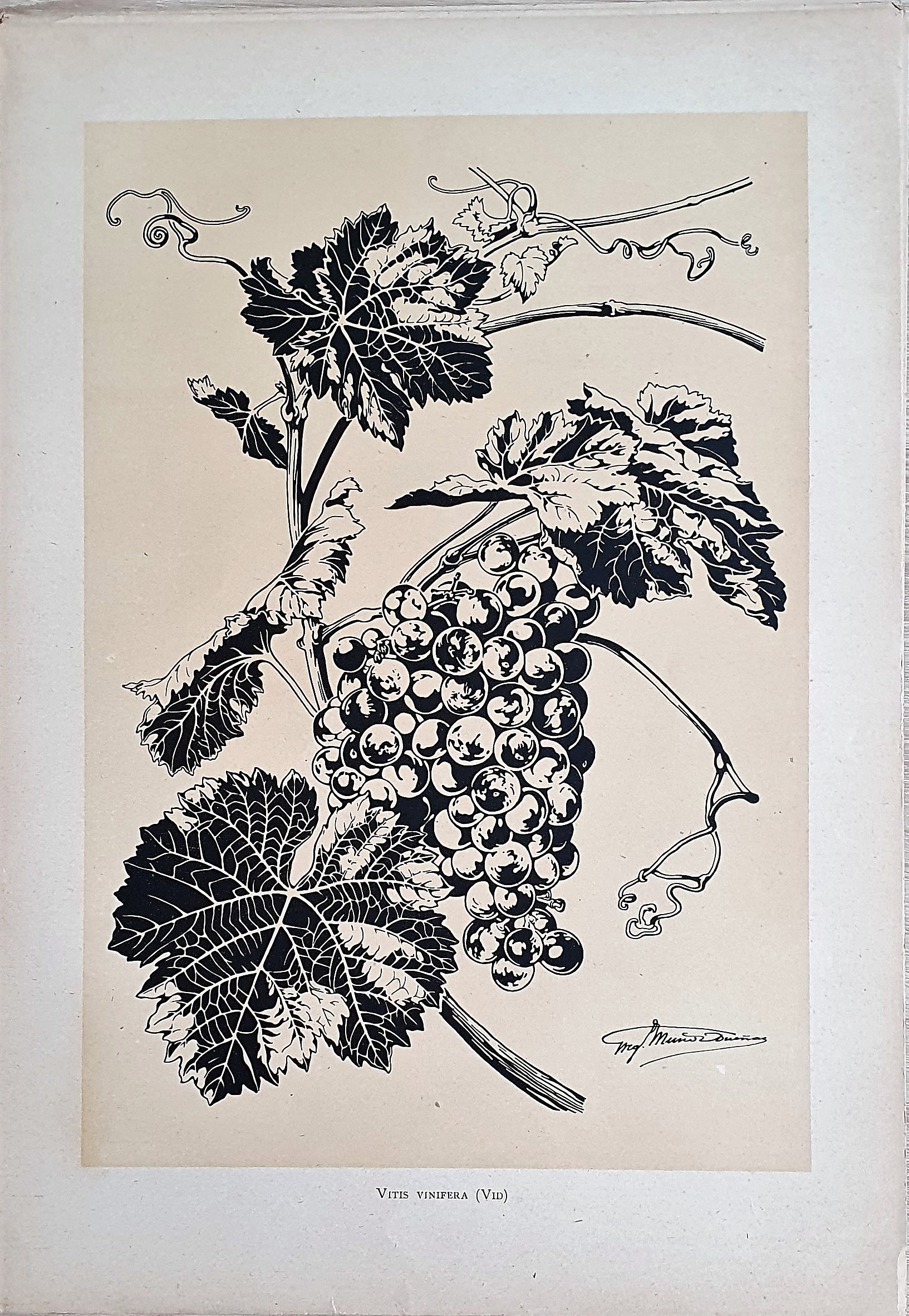 Muñoz Dueñas - Estudios Florales  (7).jpg