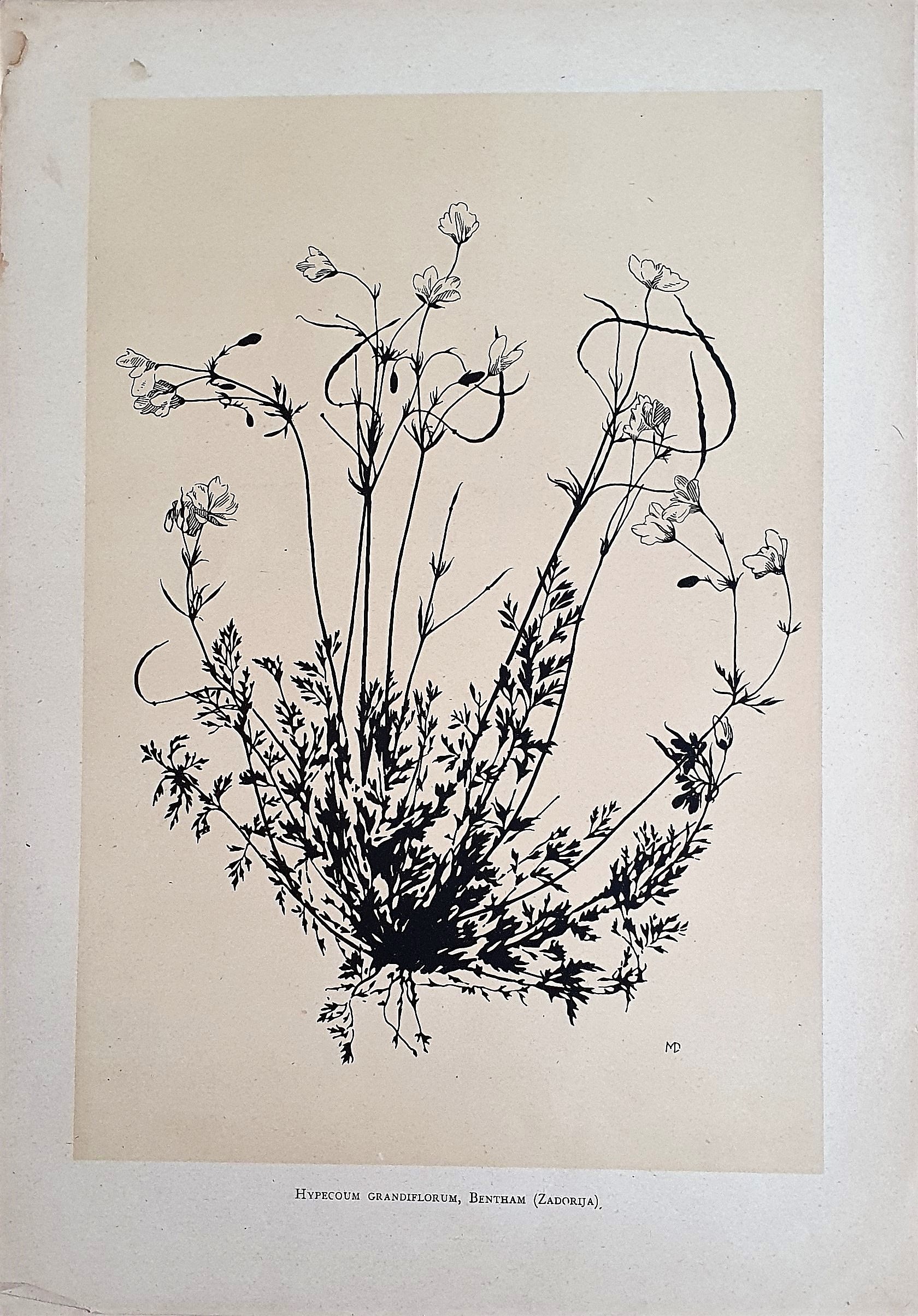 Muñoz Dueñas - Estudios Florales  (2).jpg