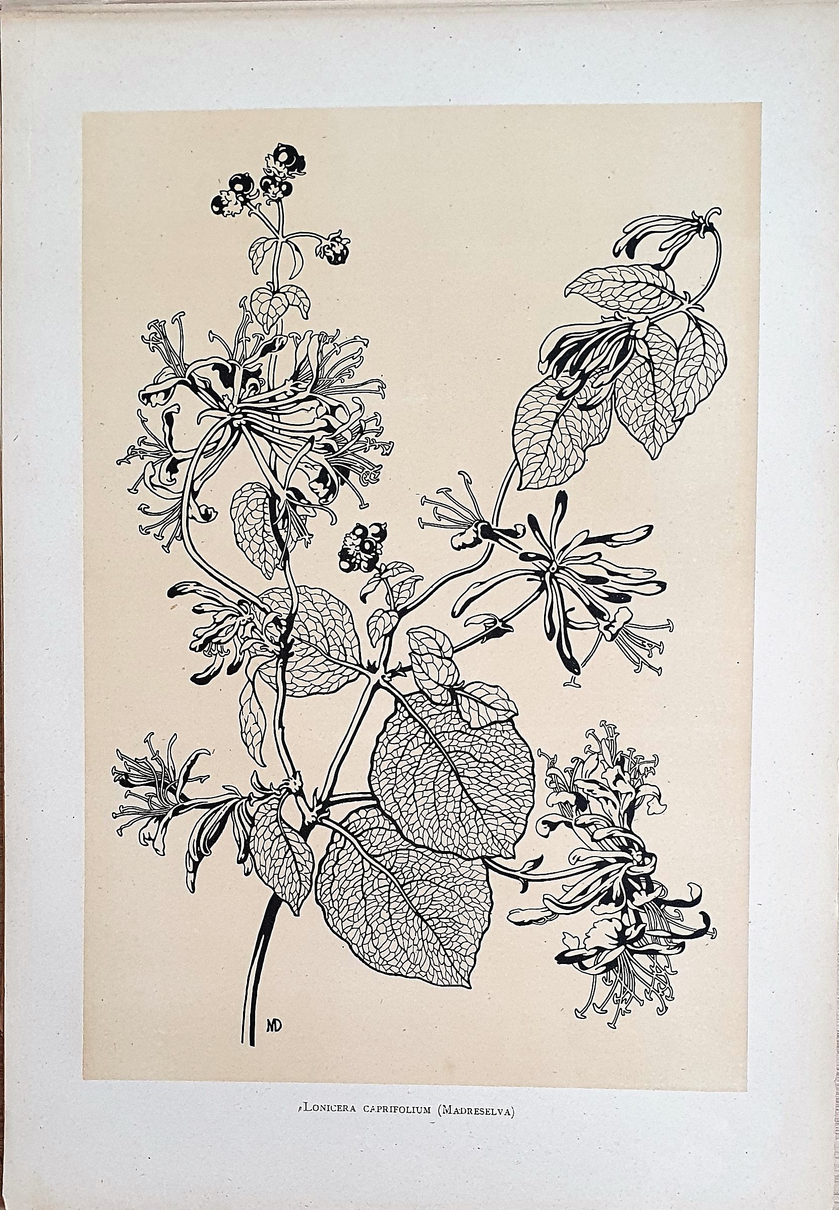 Muñoz Dueñas - Estudios Florales  (1).jpg