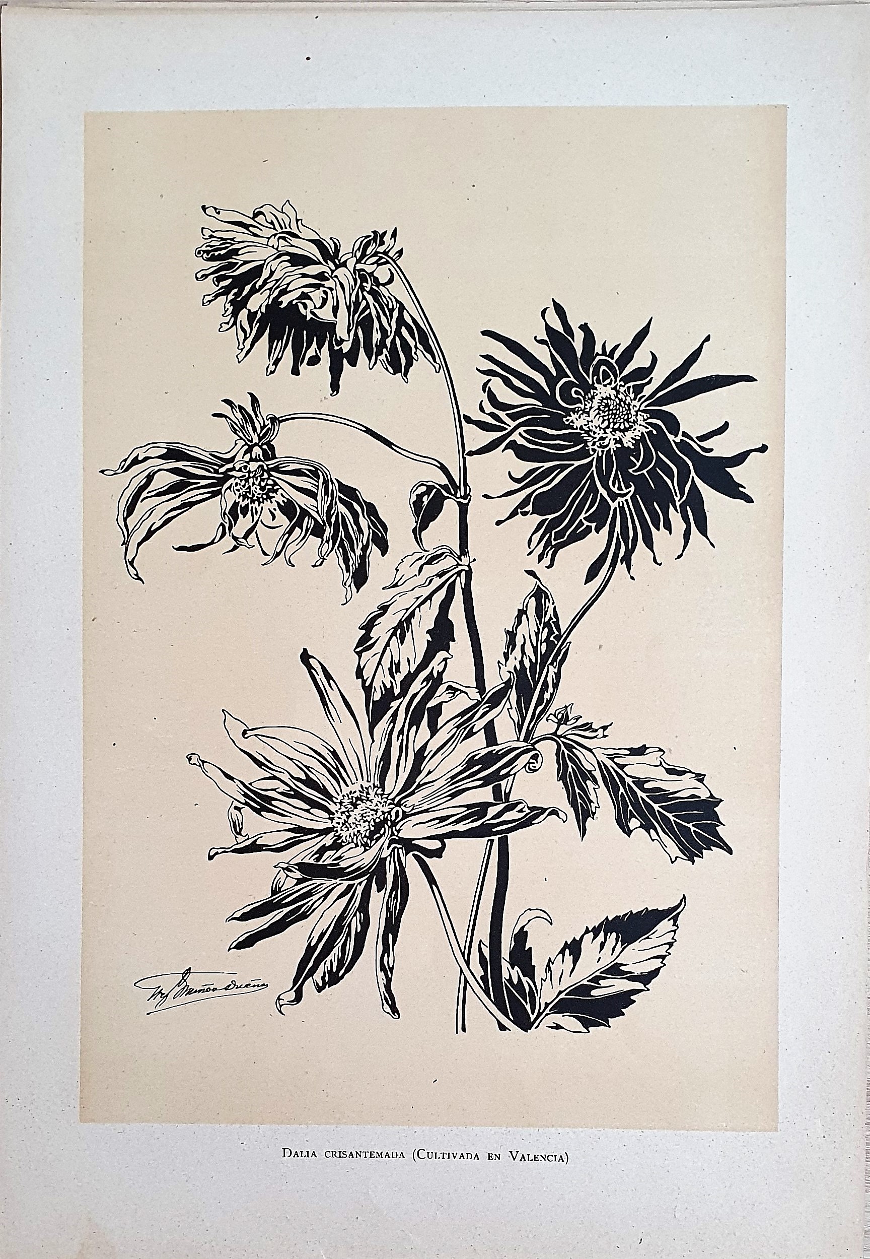 Muñoz Dueñas - Estudios Florales  (3).jpg