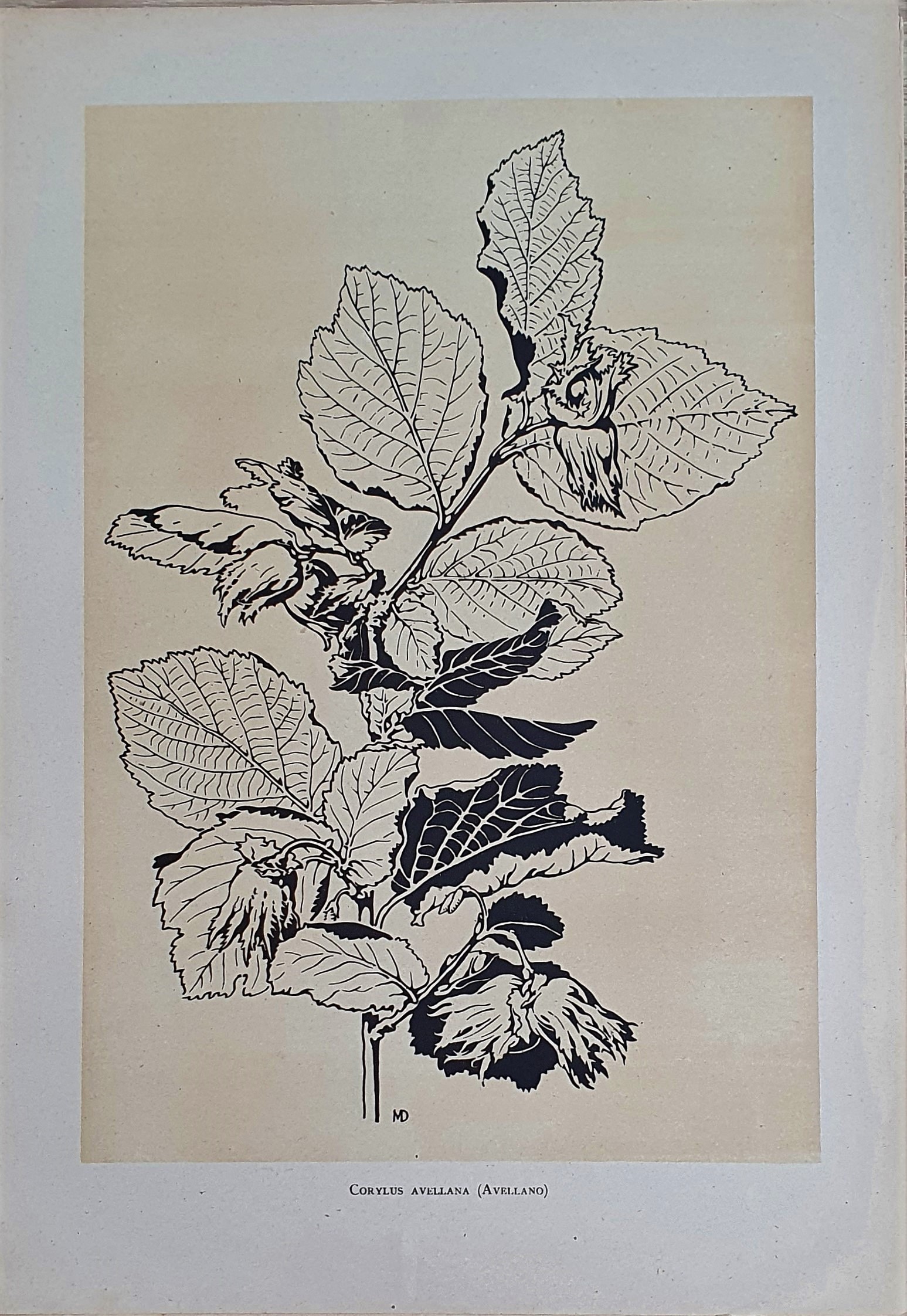 Muñoz Dueñas - Estudios Florales  (12).jpg