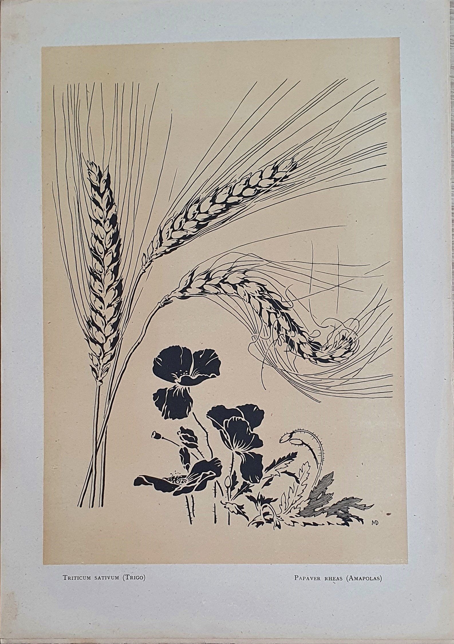 Muñoz Dueñas - Estudios Florales  (8).jpg